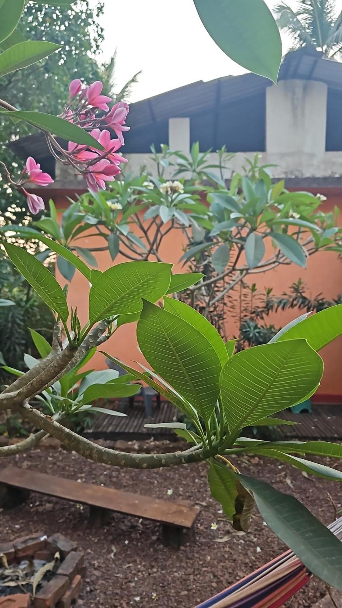Laxmi Happy Home In Querim Goa Εξωτερικό φωτογραφία